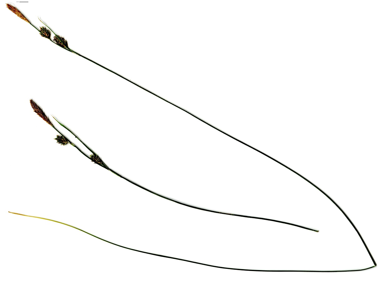 Carex mairei (Cyperaceae)